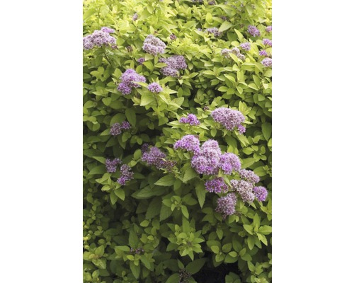 FLORASELF Spierstruik Spiraea japonica 'Sundrop' potmaat Ø21 cm H 30-40 cm Spierstruik met bladeren en bloemen