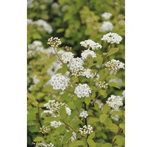 Bloeiende spierstruik met witte bloemen