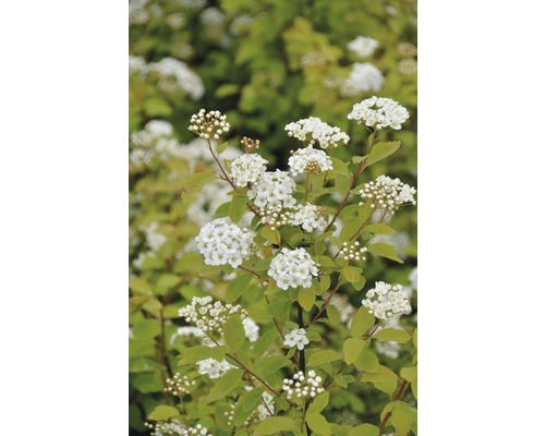 Bloeiende spierstruik met witte bloemen