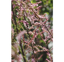 Tamarisboom met kleine bloemknoppen