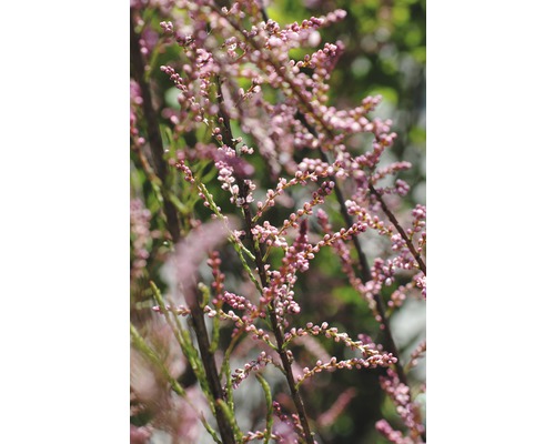 Tamarisboom met kleine bloemknoppen