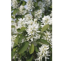 FLORASELF Krentenboompje Amelanchier alnifolia 'Obelisk' potmaat Ø 23,0 cm H 50-60 cm