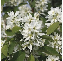 FLORASELF Krentenboompje Amelanchier alnifolia 'Obelisk' potmaat Ø 23,0 cm H 50-60 cm