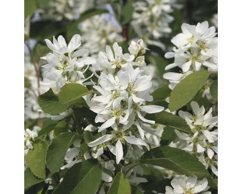 FLORASELF Krentenboompje Amelanchier alnifolia 'Obelisk' potmaat Ø 23,0 cm H 50-60 cm