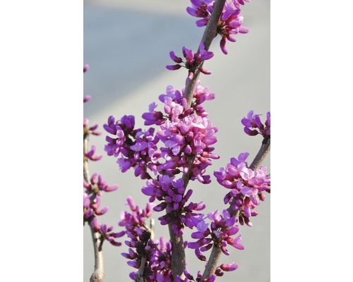 FLORASELF Chinese judasboom Cercis chinensis 'Avondale' potmaat Ø 23,0 cm H 40-60 cm FLORASELF Chinese judasboom Cercis chinensis 'Avondale' potmaat Ø 23,0 cm H 40-60 cm