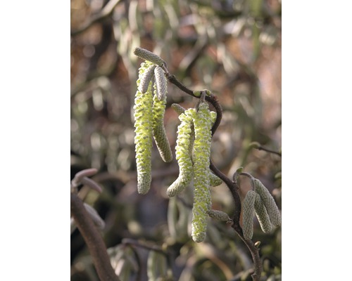 FloraSelf Kronkelhazelaar Corylus avellana 'Contorta' potmaat Ø 23 cm H 60-80 cm Hangende katjes aan een hazelaarstruik