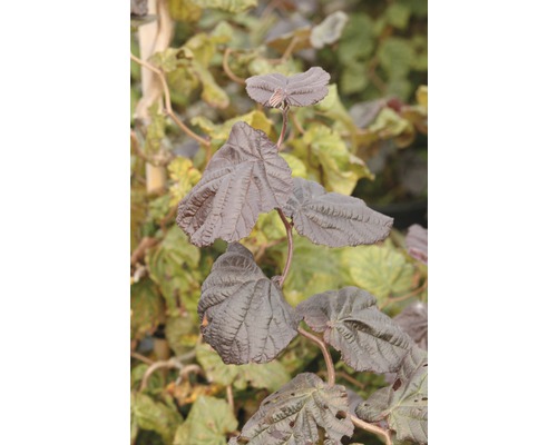FLORASELF Kronkelhazelaar Corylus avellana 'Red Majestic' potmaat Ø 23,0 cm H 60-80 cm FLORASELF Kronkelhazelaar Corylus avellana 'Red Majestic' potmaat Ø 23,0 cm H 60-80 cm