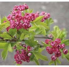FLORASELF Meidoorn Crataegus laevigata "Paul's Scarlet" potmaat Ø 23,0 cm H 80-100 cm