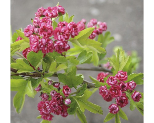 FLORASELF Meidoorn Crataegus laevigata "Paul's Scarlet" potmaat Ø 23,0 cm H 80-100 cm FLORASELF Meidoorn Crataegus laevigata "Paul's Scarlet" potmaat Ø 23,0 cm H 80-100 cm