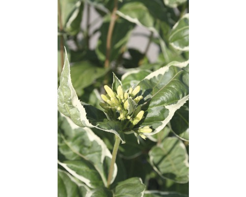 FLORASELF Diervilla Diervilla sessilifolia 'Cool Splash' potmaat Ø 23,0 cm H 30-40 cm FLORASELF Diervilla Diervilla sessilifolia 'Cool Splash' potmaat Ø 23,0 cm H 30-40 cm