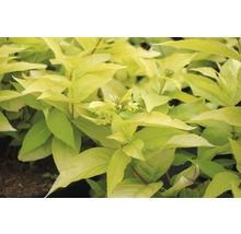 Goudgele spirea met bladeren en bloemknoppen
