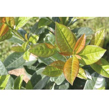 Close-up van laurierbladeren