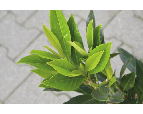 Close-up van de groene bladeren van een laurierkers.