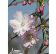 Close-up van roze sierkersenbloesems en -knoppen aan een tak