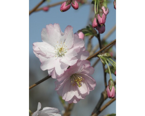 FLORASELF Japanse sierkers Prunus 'Accolade' potmaat Ø23 cm H 80-100 cm