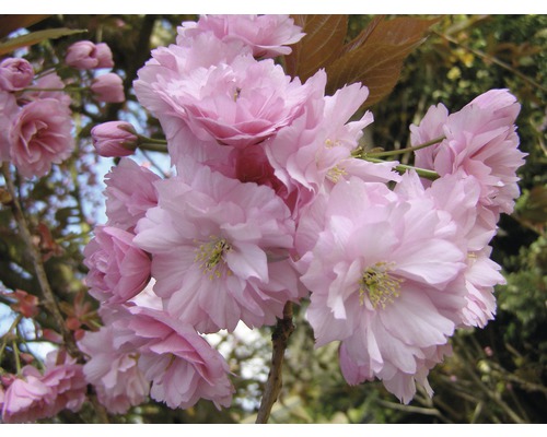 FloraSelf Japanse sierkers Prunus serrulata 'Kanzan' potmaat Ø 23 cm H 80-100 cm Close-up van roze sierkersenbloesems