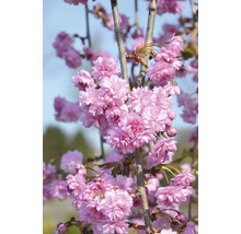 FLORASELF Japanse sierkers Prunus serrulata 'Kiku-shidare-Zakura' potmaat Ø 23,0 cm H 80-100 cm