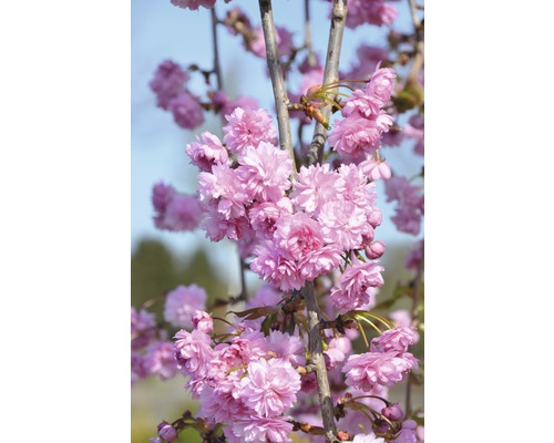 FLORASELF Japanse sierkers Prunus serrulata 'Kiku-shidare-Zakura' potmaat Ø 23,0 cm H 80-100 cm