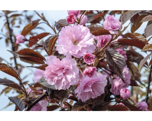 FLORASELF Japanse sierkers Prunus serrulata 'Royal Burgundy' potmaat Ø 23,0 cm H 80-100 cm