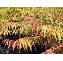 azijnboom met herfstbladeren