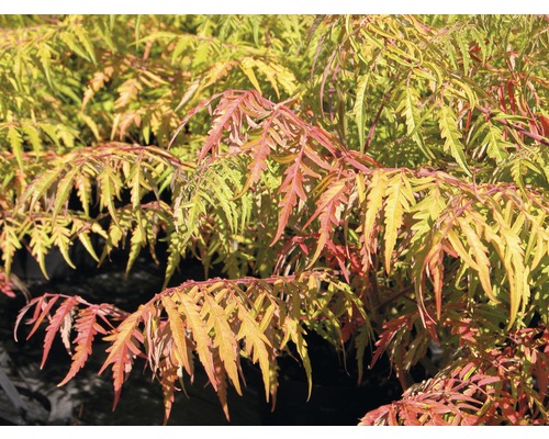FloraSelf Fluweelboom Rhus typhina 'Tiger Eyes' potmaat Ø 23 cm H 40-60 cm azijnboom met herfstbladeren