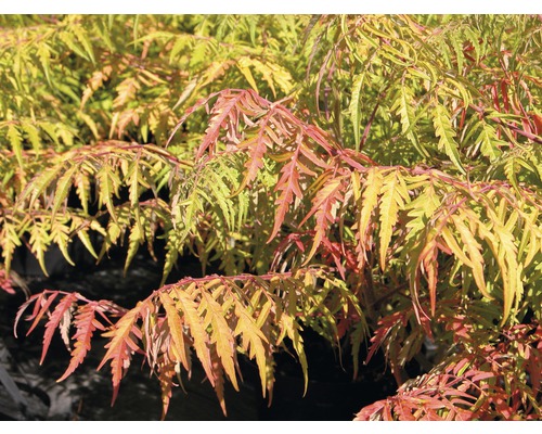 FloraSelf Fluweelboom Rhus typhina 'Tiger Eyes' potmaat Ø 23 cm H 40-60 cm