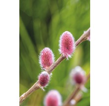Close-up van roze katjes op een tak