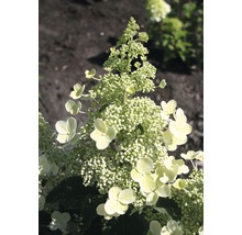 Pluimhortensia met bloeiwijze
