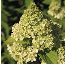 FLORASELF Pluimhortensia Hydrangea paniculata 'Kilimanjaro' potmaat Ø 23.0 cm H 50-60 cm