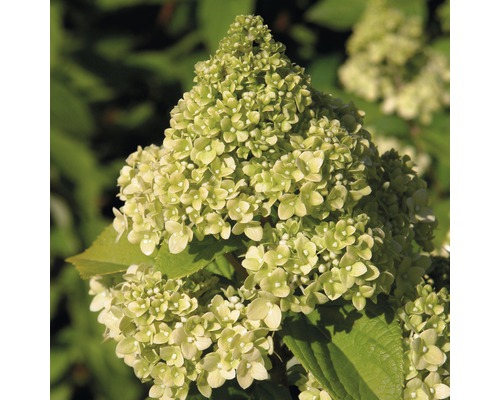 FLORASELF Pluimhortensia Hydrangea paniculata 'Kilimanjaro' potmaat Ø 23.0 cm H 50-60 cm