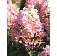 FLORASELF Pluimhortensia Hydrangea paniculata 'Magical Vesuvio' potmaat Ø 23.0 cm H 50-60 cm