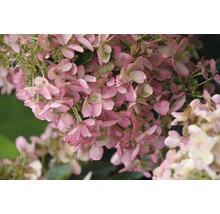 Close-up van een roze hortensiabloem