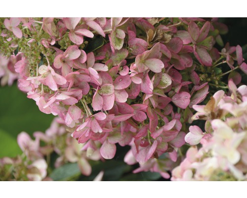 FLORASELF Pluimhortensia Hydrangea paniculata 'Wim's Red' potmaat Ø 23.0 cm H 50-60 cm