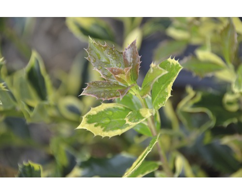 FLORASELF Japanse Hulst Ilex aquifolium 'Golden van Tol' potmaat Ø23 cm H 40-60 cm