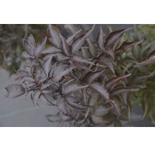 FLORASELF Vlierbes Sambucus nigra 'Black Tower' potmaat Ø 23,0 cm H 40-60 cm