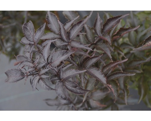 FLORASELF Vlierbes Sambucus nigra 'Black Tower' potmaat Ø 23,0 cm H 40-60 cm