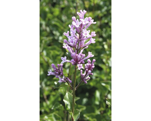 FLORASELF Dwergsering Syringa meyeri 'Palibin' potmaat Ø 23.0 cm H 60-80 cm Bloeiwijze van een seringplant