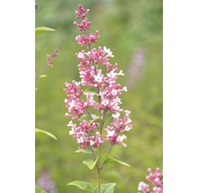 Bloeiwijze met roze en witte bloemen