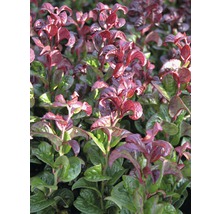 FLORASELF Druifheide Leucothoe axillaris 'Curly Red' potmaat Ø 23,0 cm H 30-40 cm