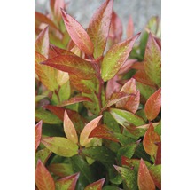 FLORASELF Druifheide Leucothoe axillaris 'Red Lips' potmaat Ø 23 cm H 30-40 cm