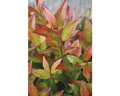 FLORASELF Druifheide Leucothoe axillaris 'Red Lips' potmaat Ø 23 cm H 30-40 cm Groenblijvende sierstruik met bladeren