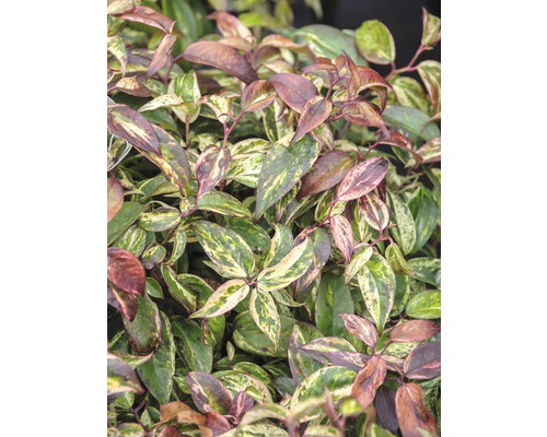 FLORASELF Druifheide Leucothoe fontanesiana 'Makijaz' potmaat Ø23 cm H 30-40 cm Groenblijvende dwergstruik met bont blad