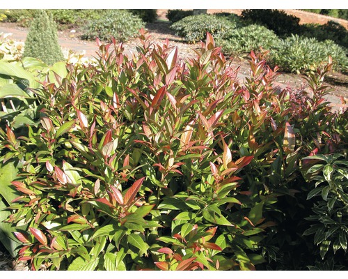 FLORASELF® Druifheide Leucothoe keiskei 'Royal Ruby' potmaat Ø 23 cm