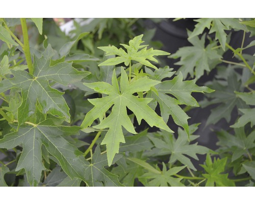 FLORASELF Amberboom Liquidambar styraciflua 'Worplesdon' potmaat Ø 23,0 cm H 60-80 cm FLORASELF Amberboom Liquidambar styraciflua 'Worplesdon' potmaat Ø 23,0 cm H 60-80 cm