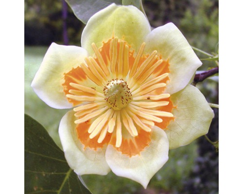 Detailopname van een bloeiende magnolia