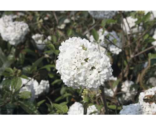 Bloeiwijze van een sneeuwbal in de tuin