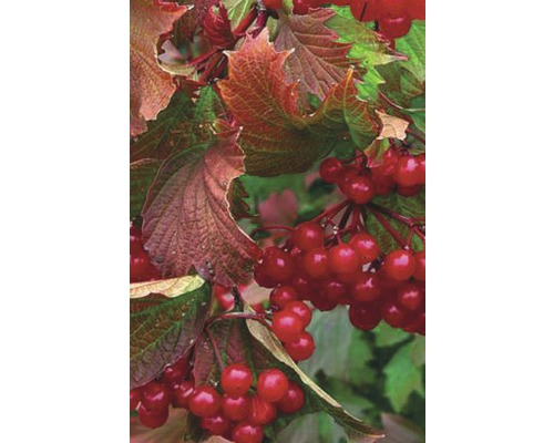 FLORASELF Sneeuwbal Viburnum trilobum 'Bailey Compact'® potmaat Ø 23,0 cm H 40-50 cm FLORASELF Sneeuwbal Viburnum trilobum 'Bailey Compact'® potmaat Ø 23,0 cm H 40-50 cm