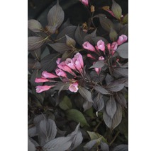 Close-up van een Weigelia met donker blad en roze bloemen