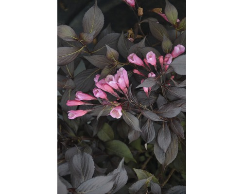 FLORASELF Weigelia Weigela florida 'Coco Krunch' potmaat Ø 23,0 cm H 40-50 cm