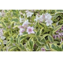 Bloeiende Weigelia met bont blad
